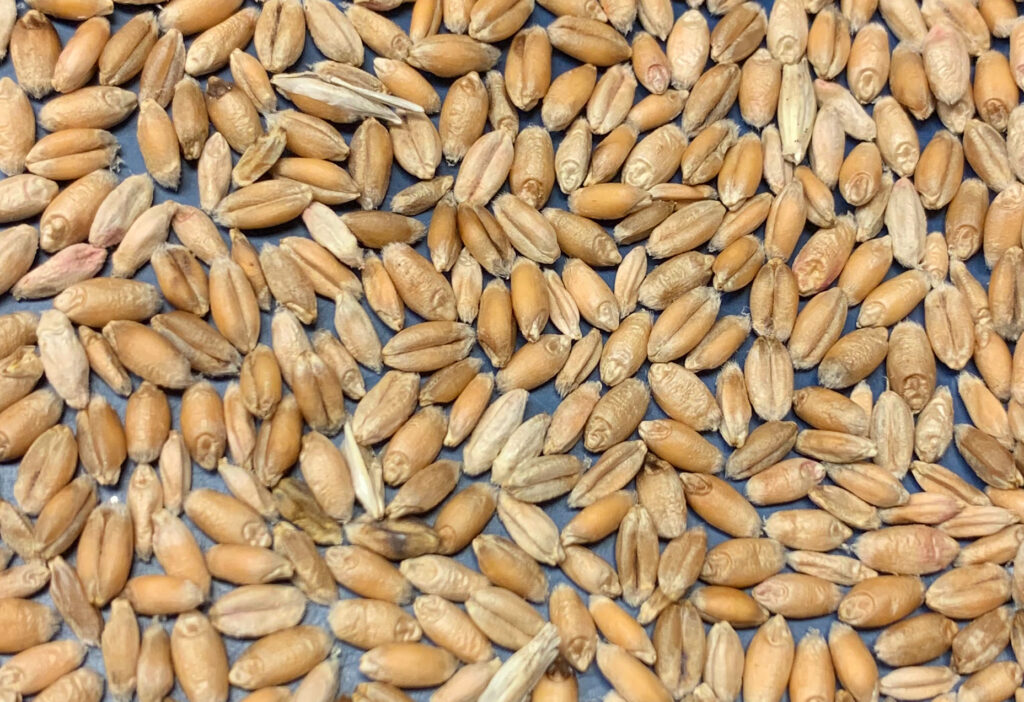 A sample of wheat kernels showing symptoms of scab damage